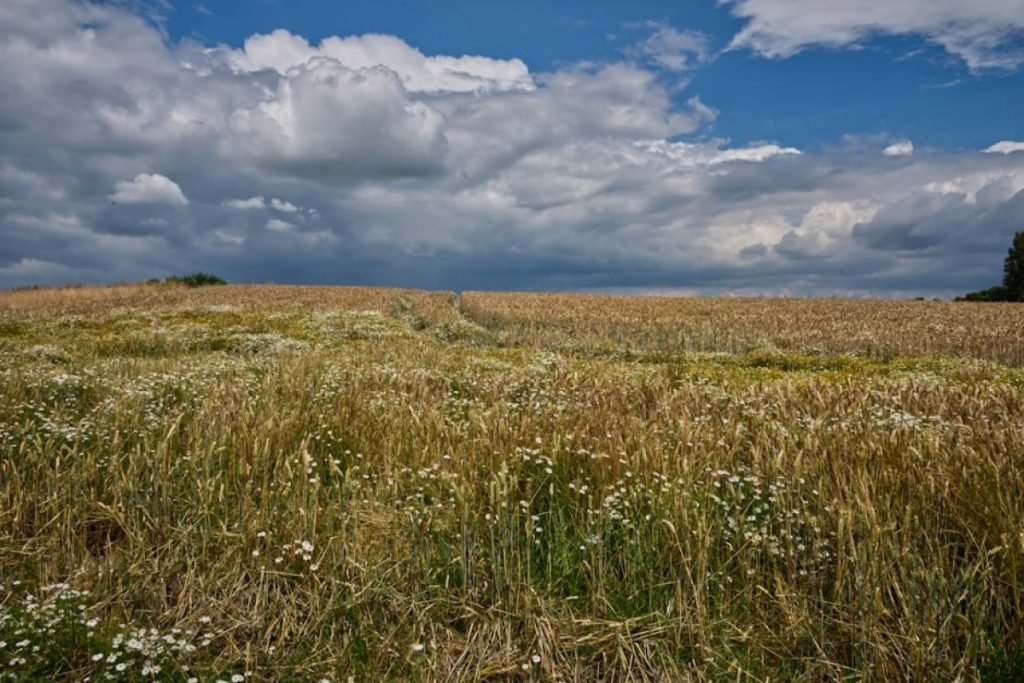 countryside field