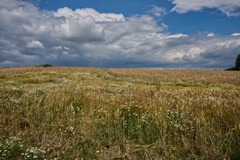 countryside field