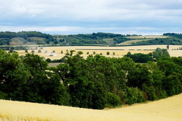 countryside field