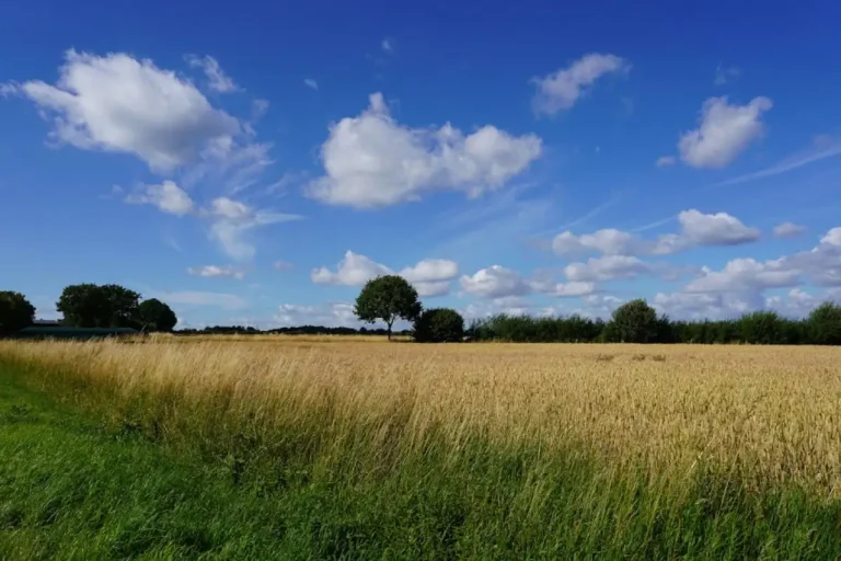 countryside field