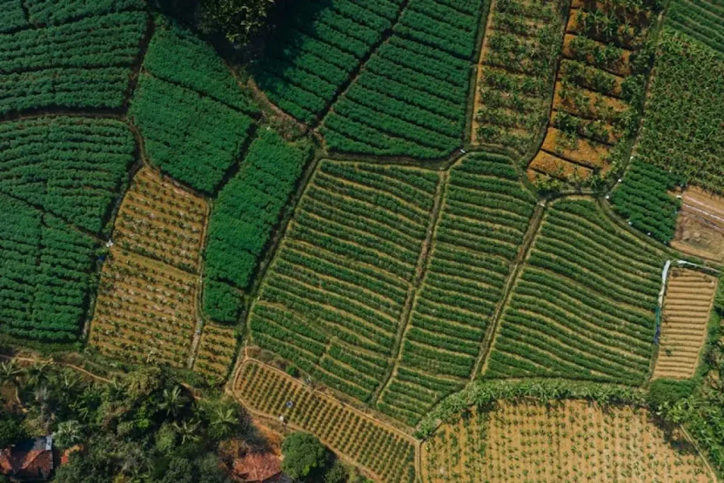 agricultural field