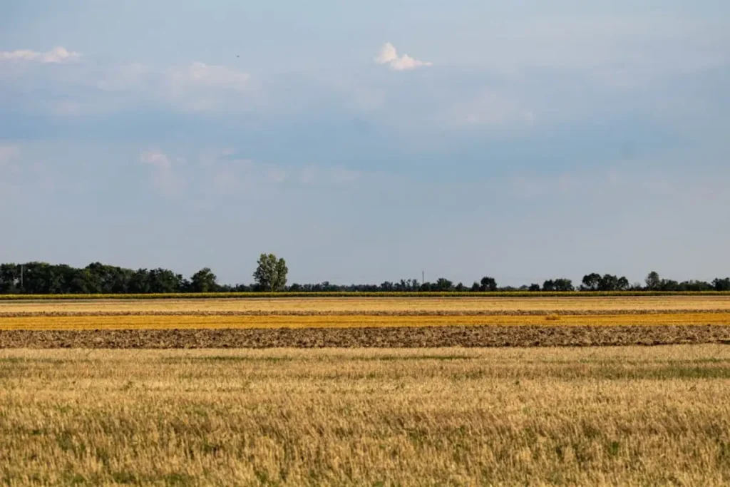 agricultural field Kawcze