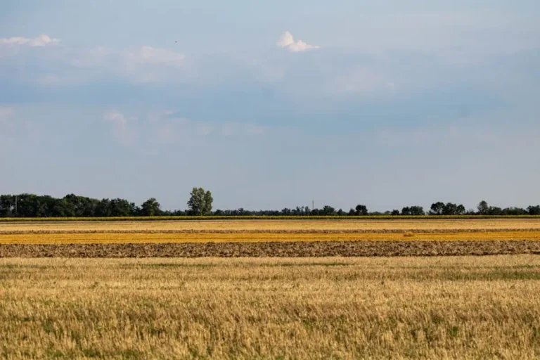 agricultural field Kawcze